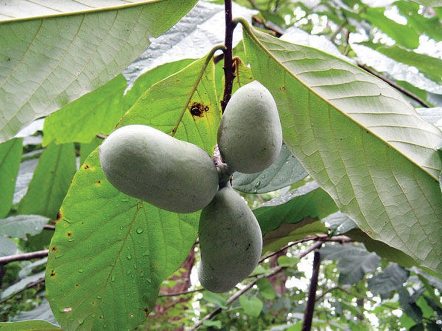 Азимина трехлистная