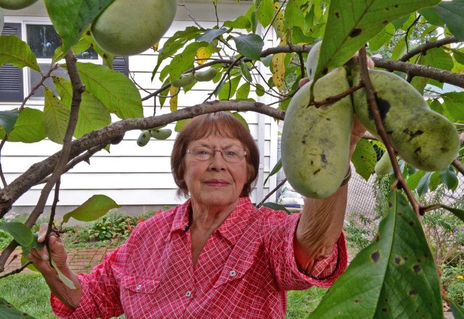 Азимина в Подмосковье