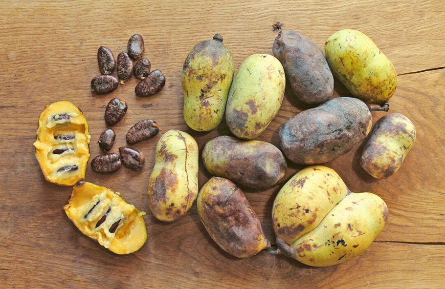 Азимина трилоба