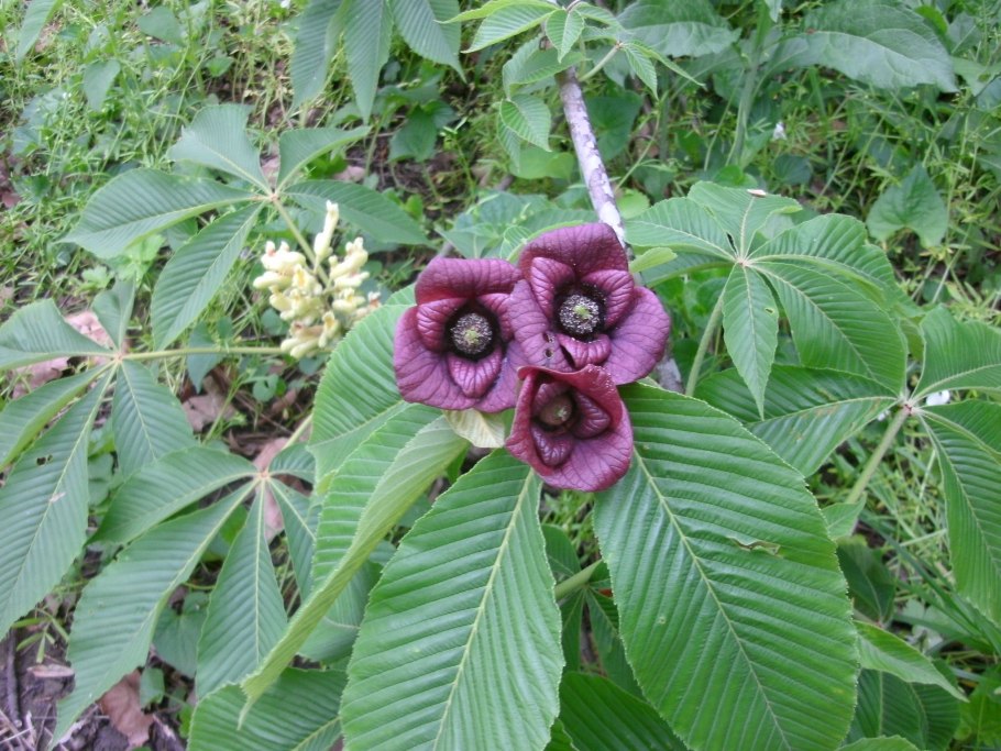 ) Asimina triloba Pawpaw Tree - азимина трилоба