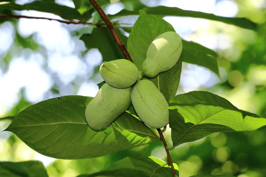 Азимина дерево