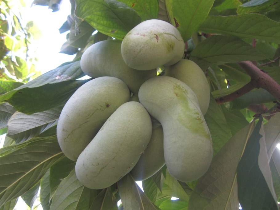 Азимина трилоба трехлопастная- папайя. Asimina_