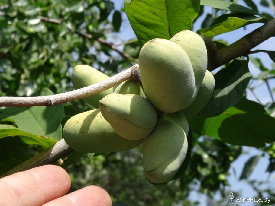 Азимина трилоба