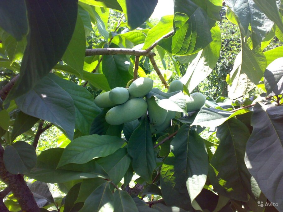 Японский азимина дерево