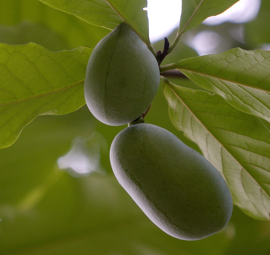 Азимина дерево
