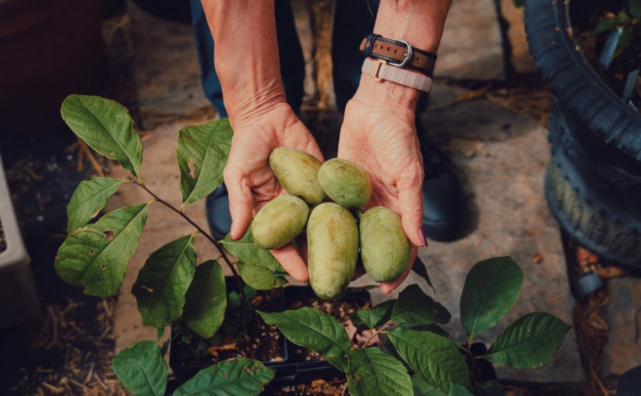 Азимина трилоба семена