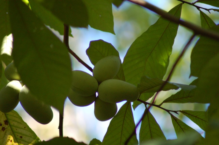 Asimina triloba