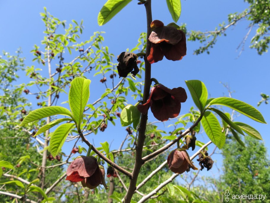 Азимина трилоба дерево