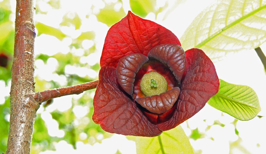 Азимина трехлопастная банановое дерево