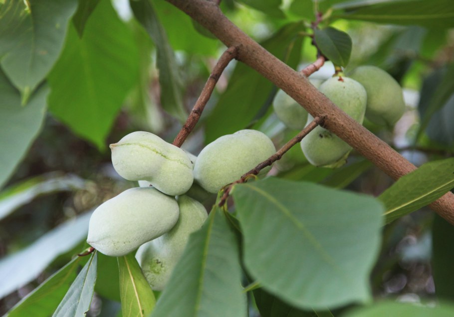 Азимина прима 1216