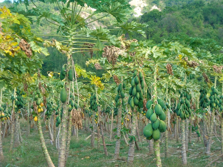 Азимина трилоба семена