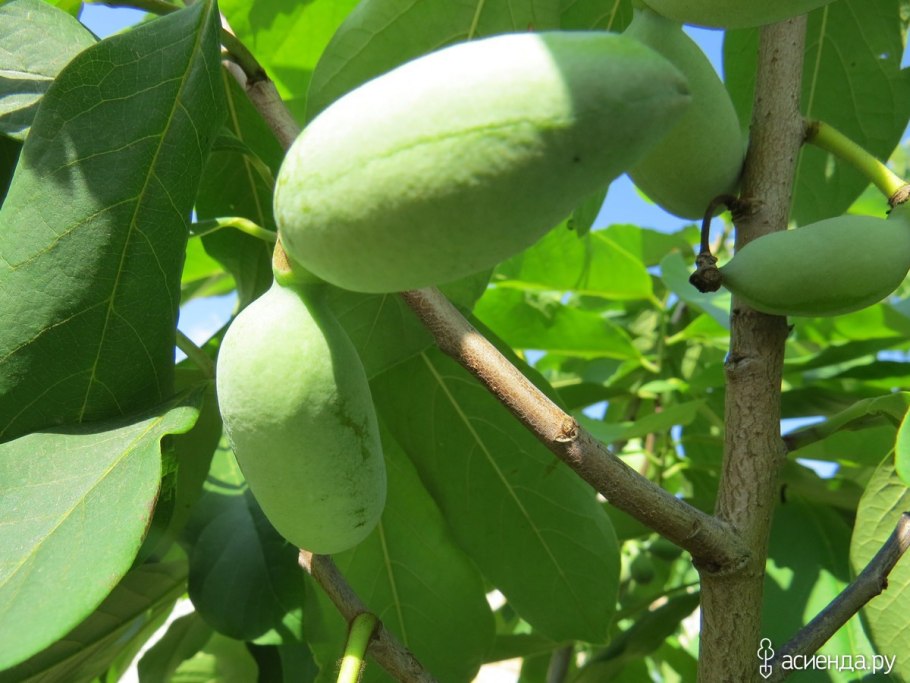 Азимина трёхлопастная дерево