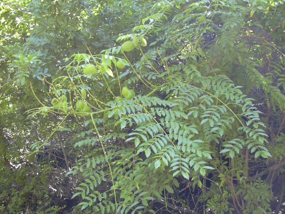 Caesalpinia bonduc семя Луны