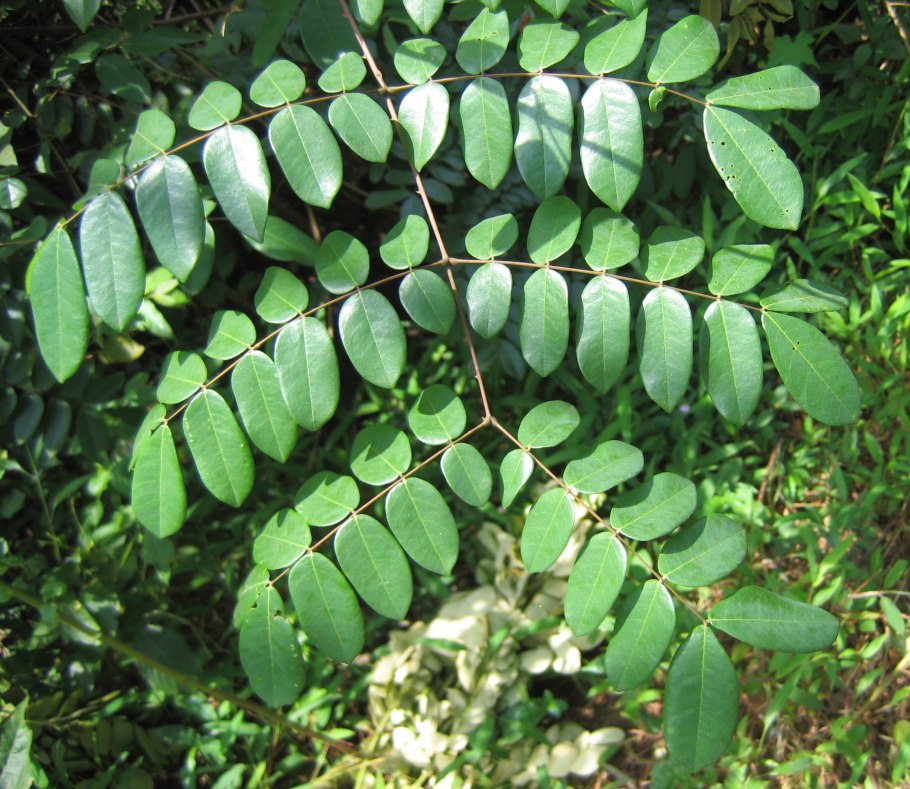 Ксимения дерево