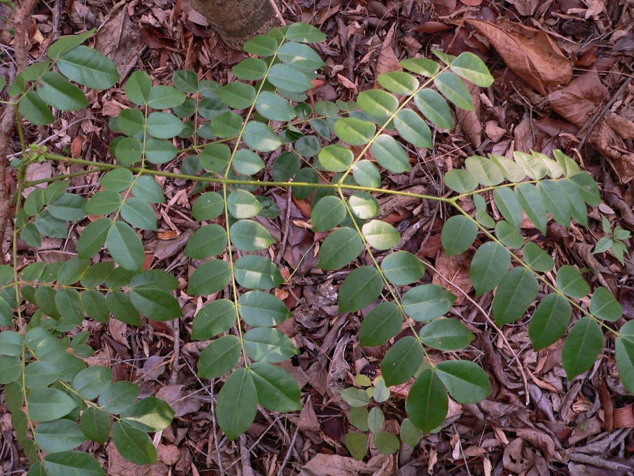Caesalpinia bonduc