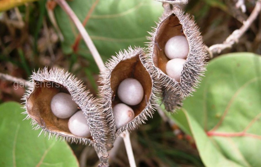 Caesalpinia Crista Seed