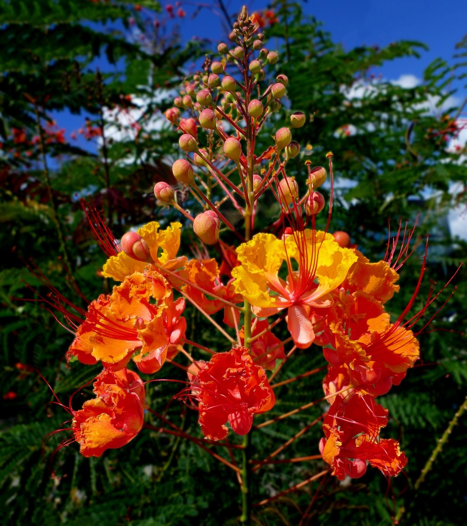 Caesalpinia pulcherrima