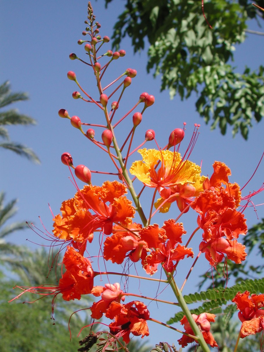 Камедь Caesalpinia spinosa