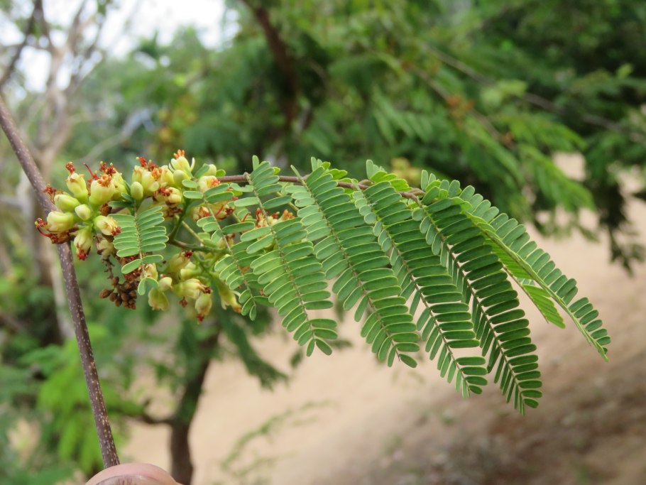 Caesalpinia coriaria
