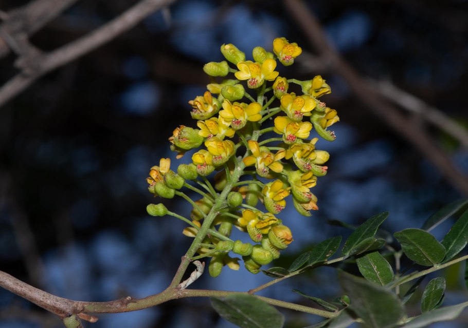 Caesalpinia spinosa
