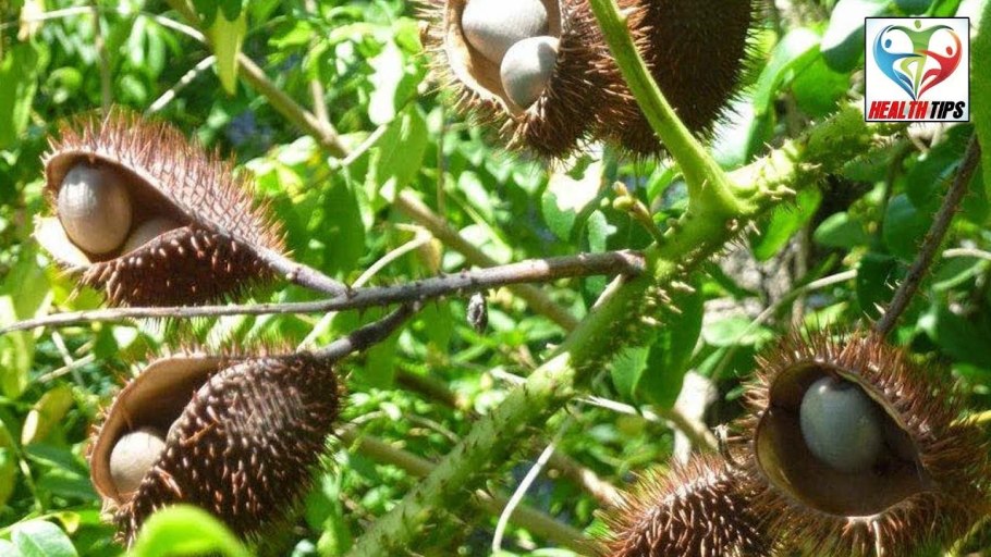 Caesalpinia pulcherrima Red