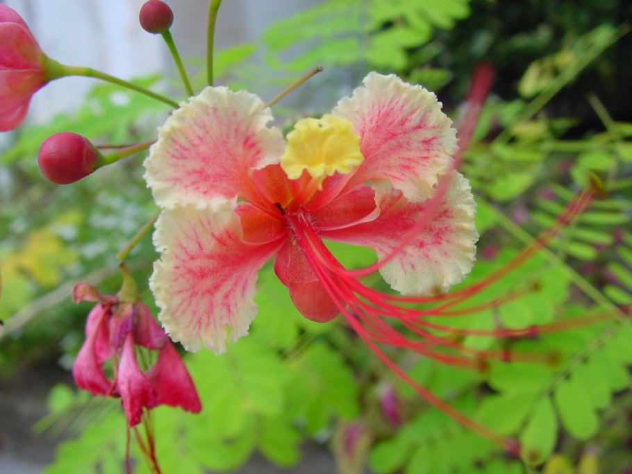 Caesalpinia pulcherrima дерево