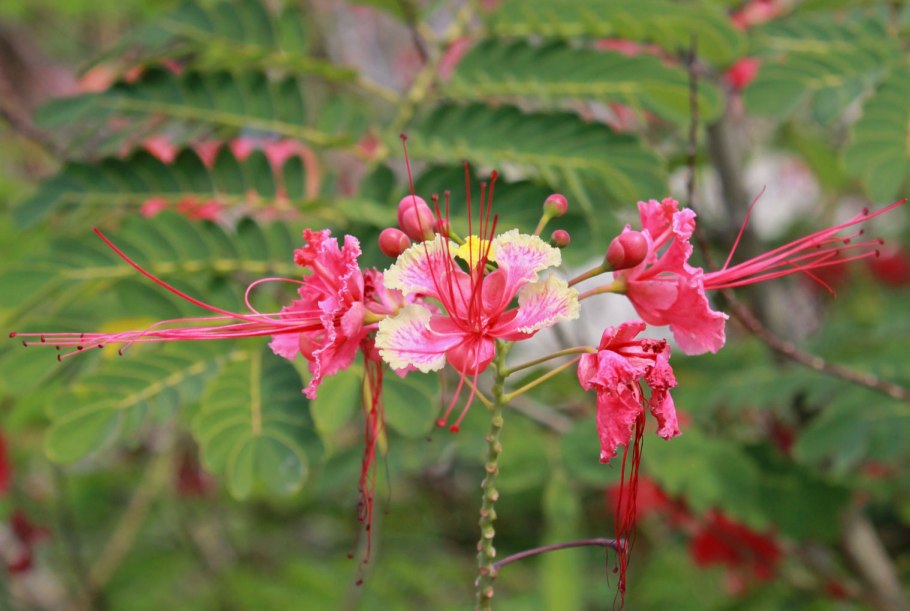 Caesalpinia pulcherrima pink