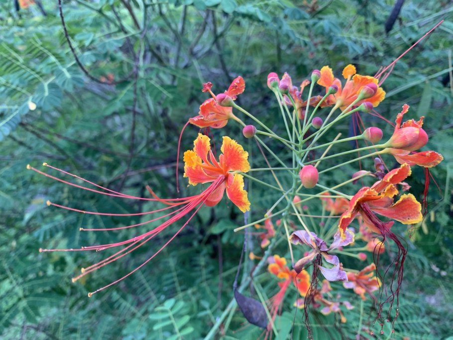Caesalpinia mexicana