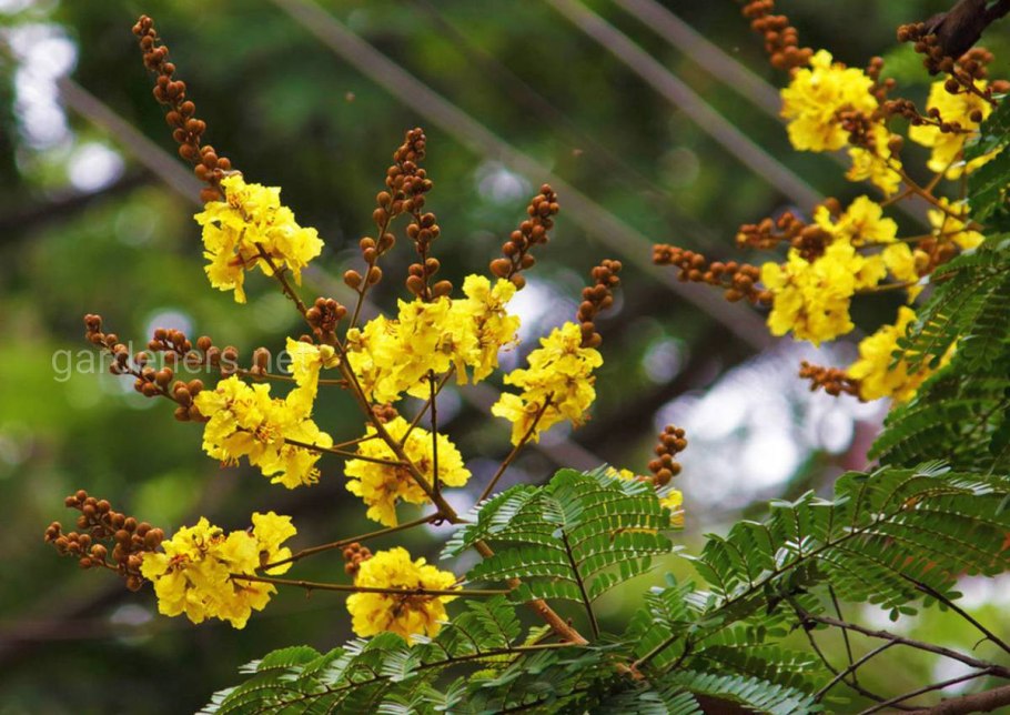 Цезальпиния Ташкент