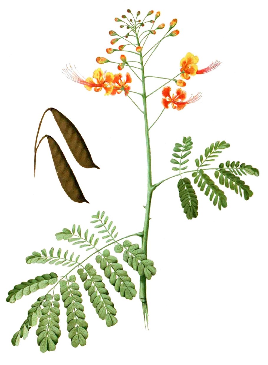 Caesalpinia monensis