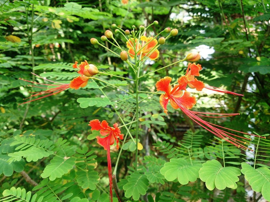 Caesalpinia pulcherrima