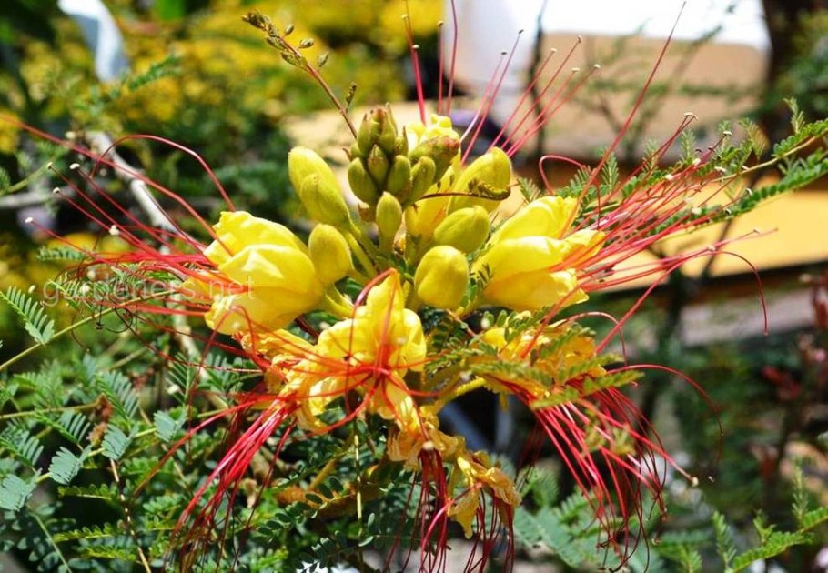 Цезальпиния дерево