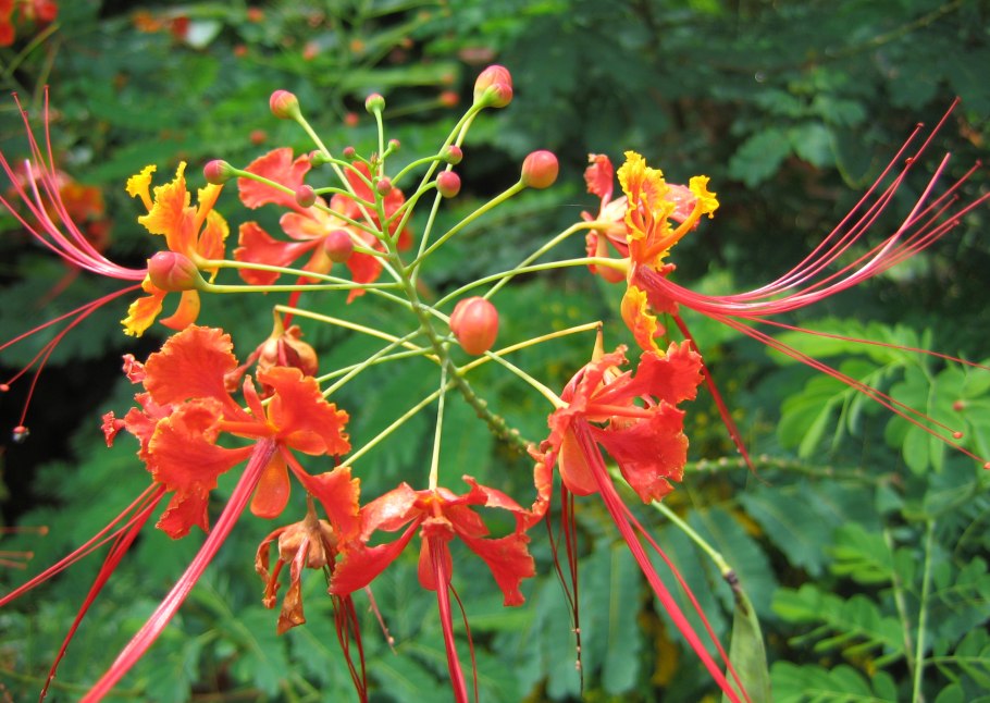 Caesalpinia pulcherrima