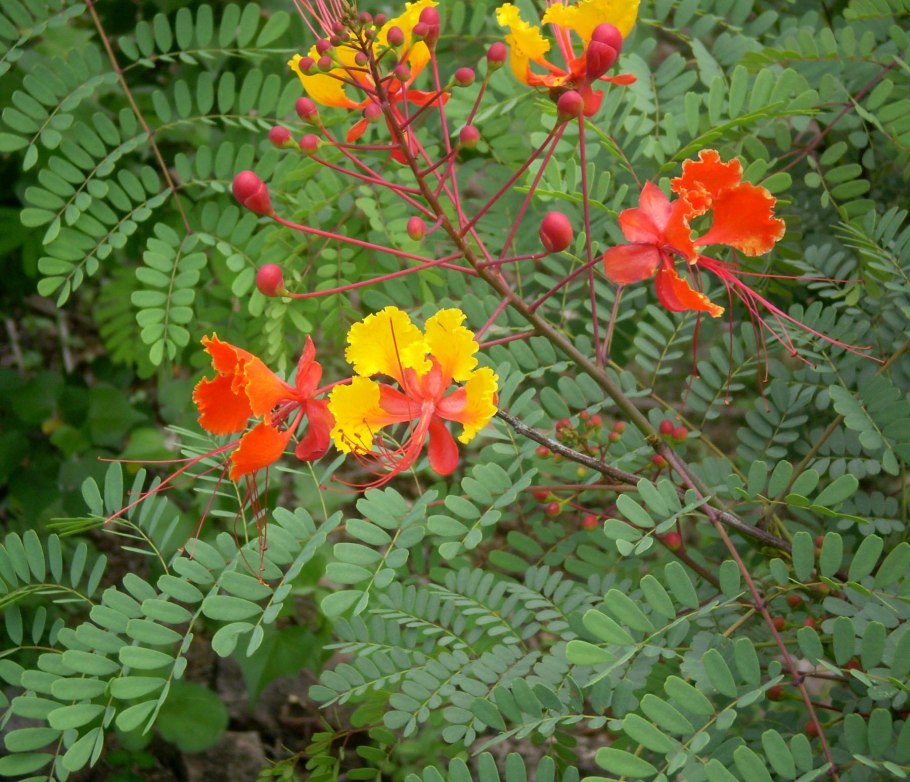 Цезальпиния джиллиса