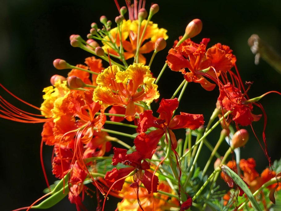 Caesalpinia pulcherrima