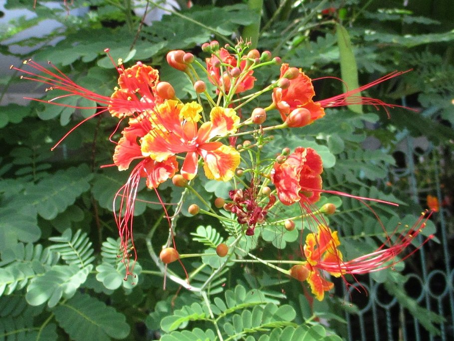 Цезальпиния ежовая