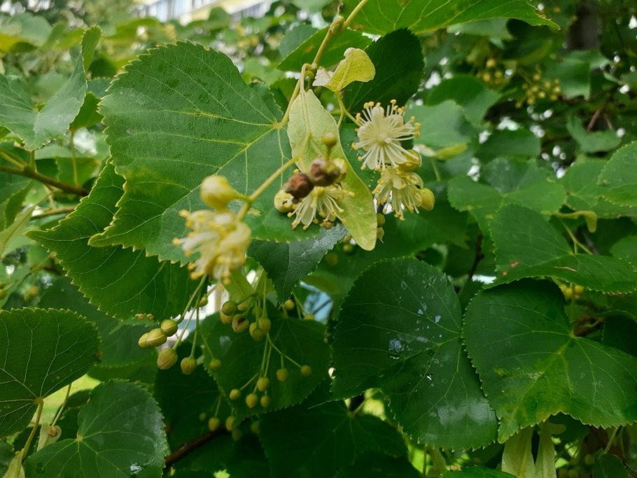 Липа мелколистная tilia cordata