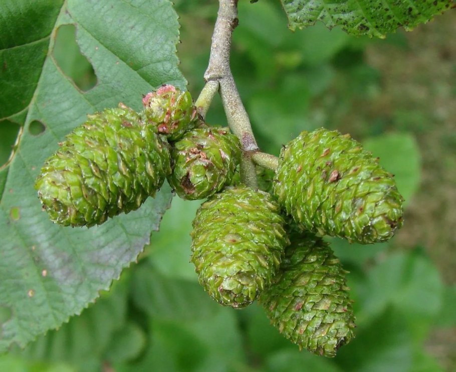 Ольха серая (Álnus incána)