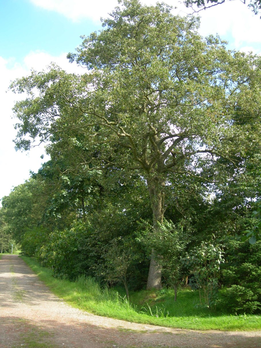 Alnus glutinosa