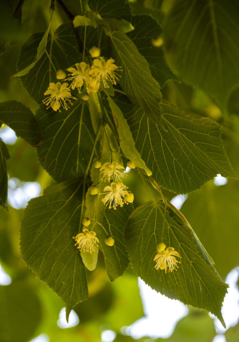 Липа сердцевидная