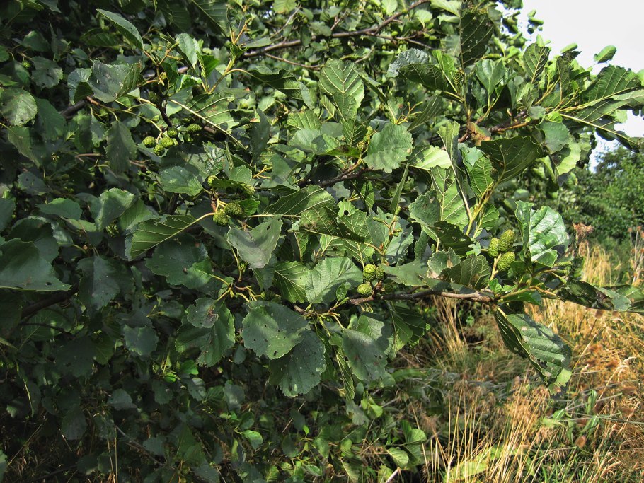 Alnus glutinosa imperialis