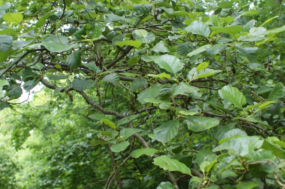 Ольха черная (Alnus glutinosa)