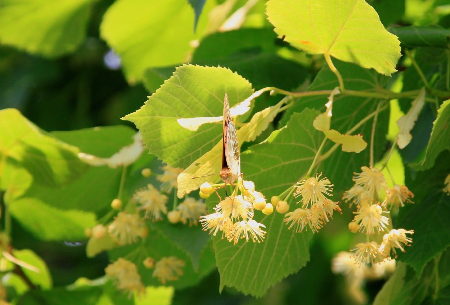 Мелколистная липа