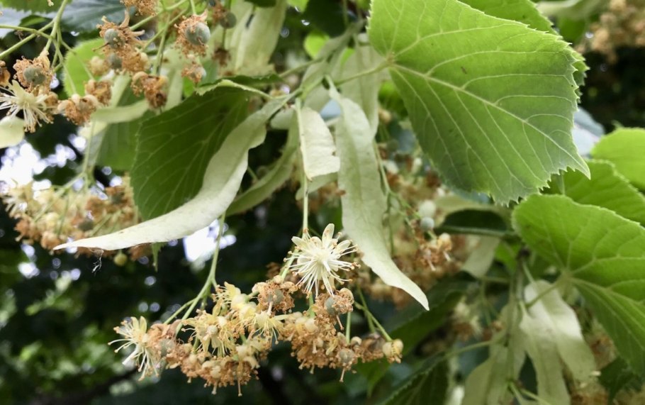 Липа крупнолистная