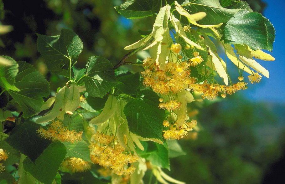 Липа разнолистная