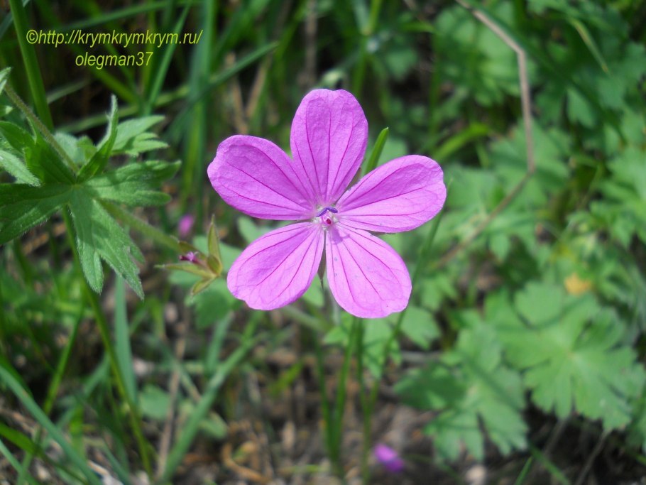 Гераниум равен фото и описание