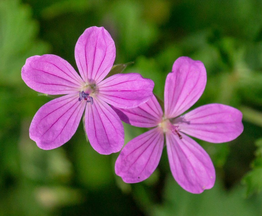 Герань волосистоцветковая