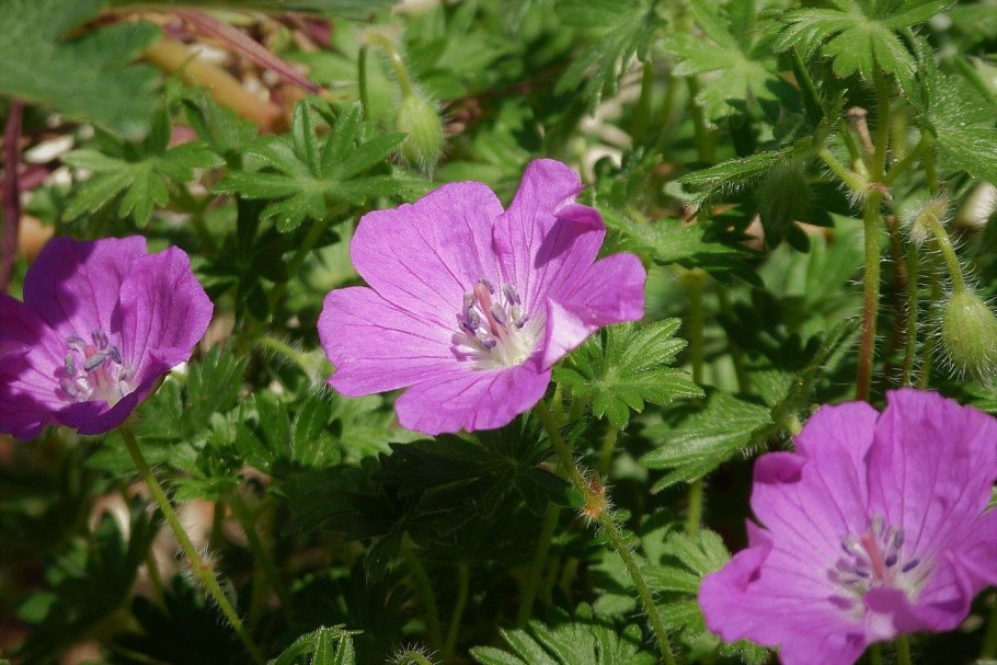 Дикая герань