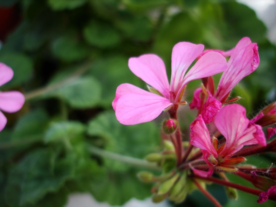 Geranium tauricum Rupr. Герань Крымская