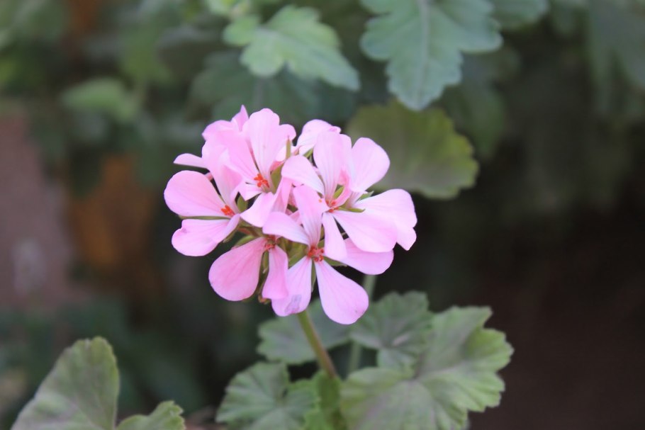 Герань волосистоцветковая